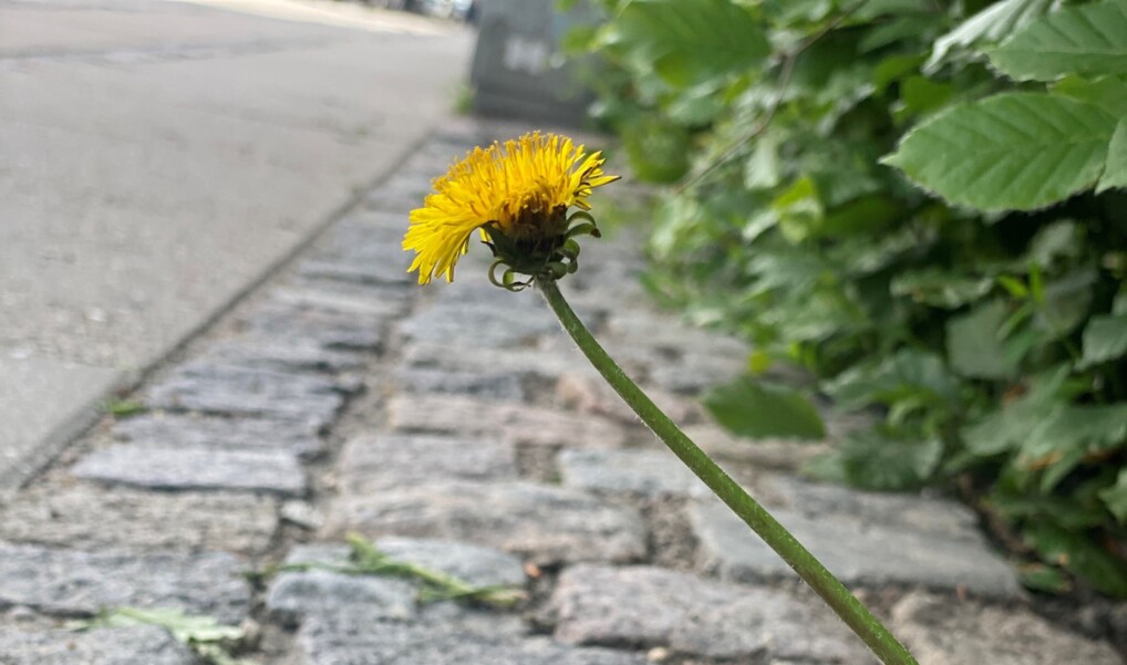 en mælkebøtteblomst står i alene majestæt blandt brosten