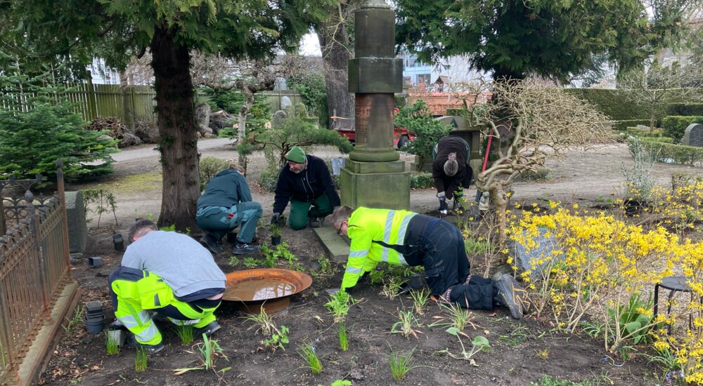 Fem mennesker arbejder på en kirkegård. Nogle af dem kravler på et stykke jord, hvor små grønne planter er på vej op eller er lige blevet plantet.